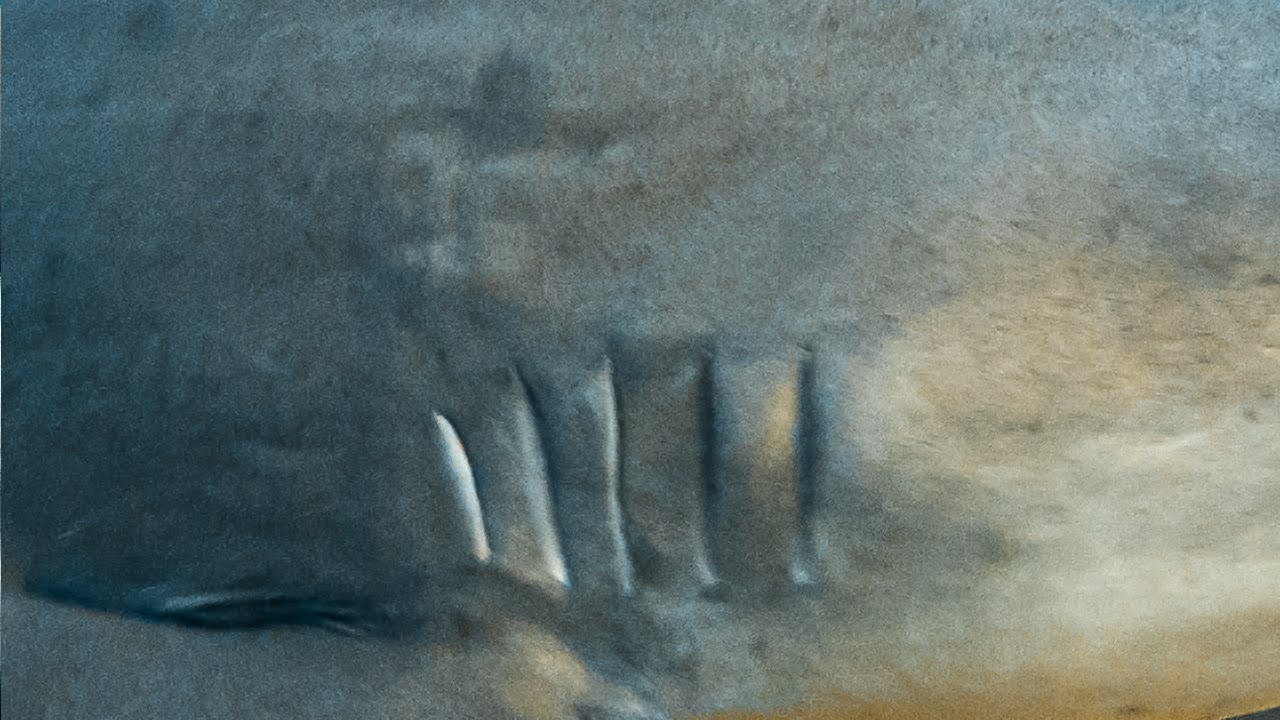 BULL SHARK  🦈  | Cabo Pulmo