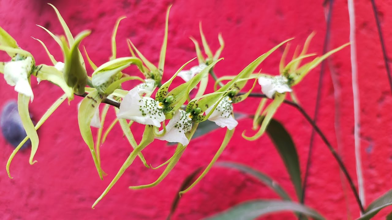 Orquídea Brassia o Araña ¿Cómo hacer que  florezca?