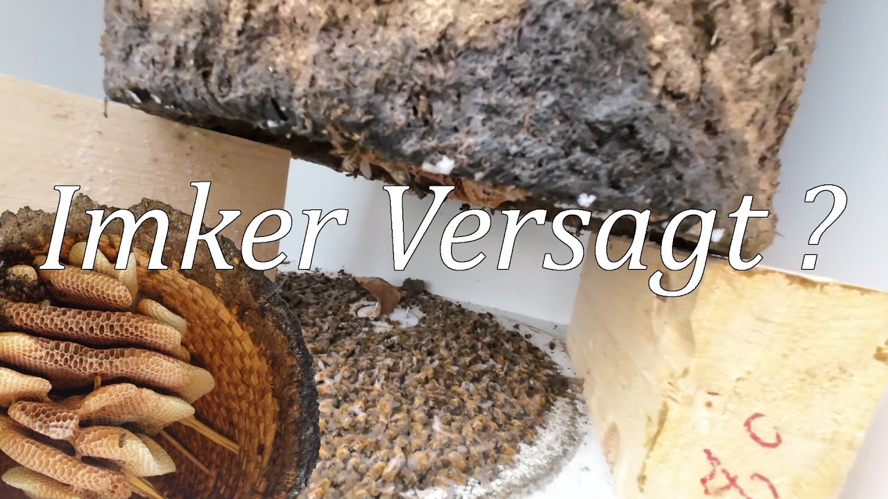 Imkern im Bienenkorb der Imker hat versagt.