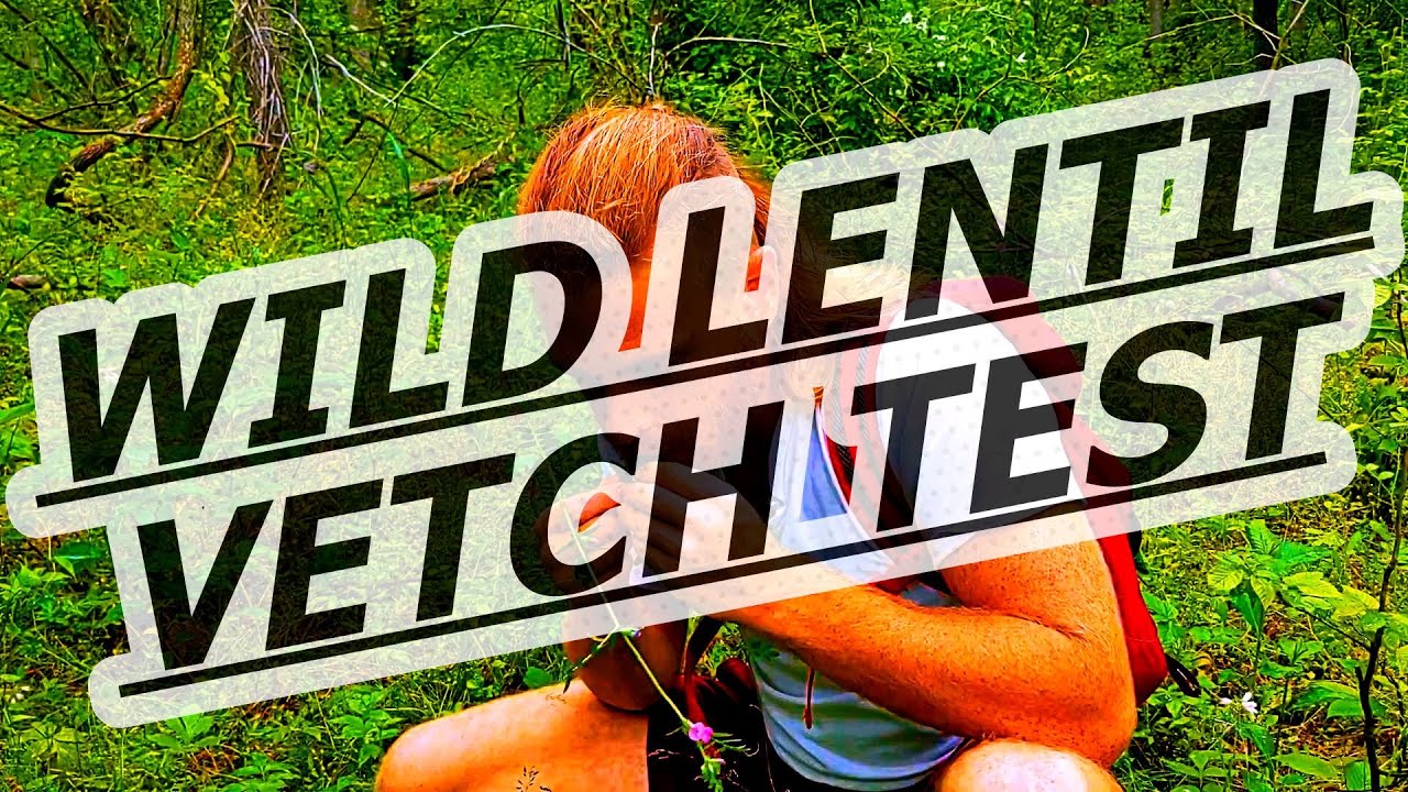 Vetch | Brandywine Boys | Wild Edibles ep. 13 (Wild Lentils)