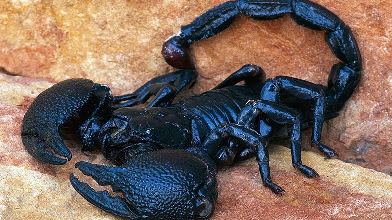 Les 7 Scorpions Les Plus Dangereux Au Monde