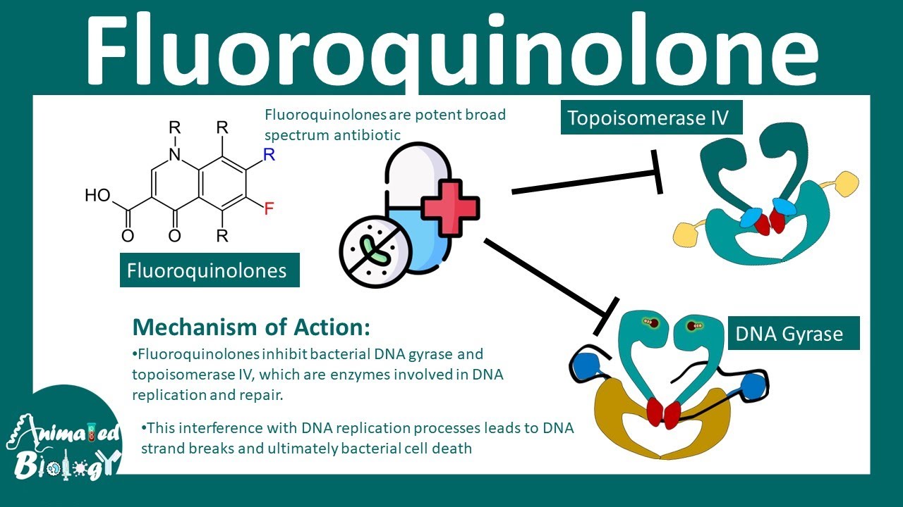 Fluoroquinolones | How do fluoroquinolone antibiotics work?