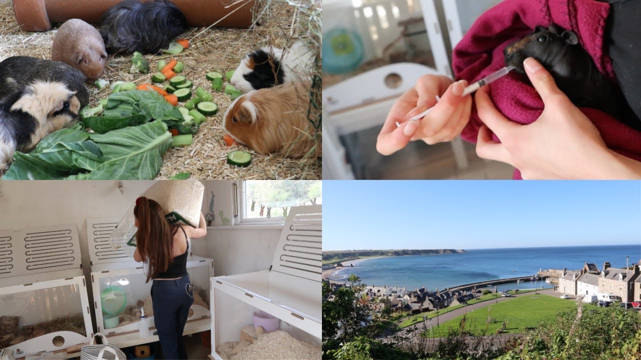 Cage Clean Time-lapse, Vet Trip & The Coast