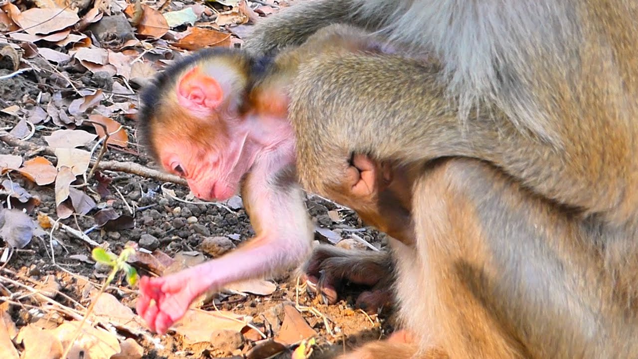 Live:Mama MOKA Keeps Her New Baby Close — Gentle Guidance in the Wild 🐒💛