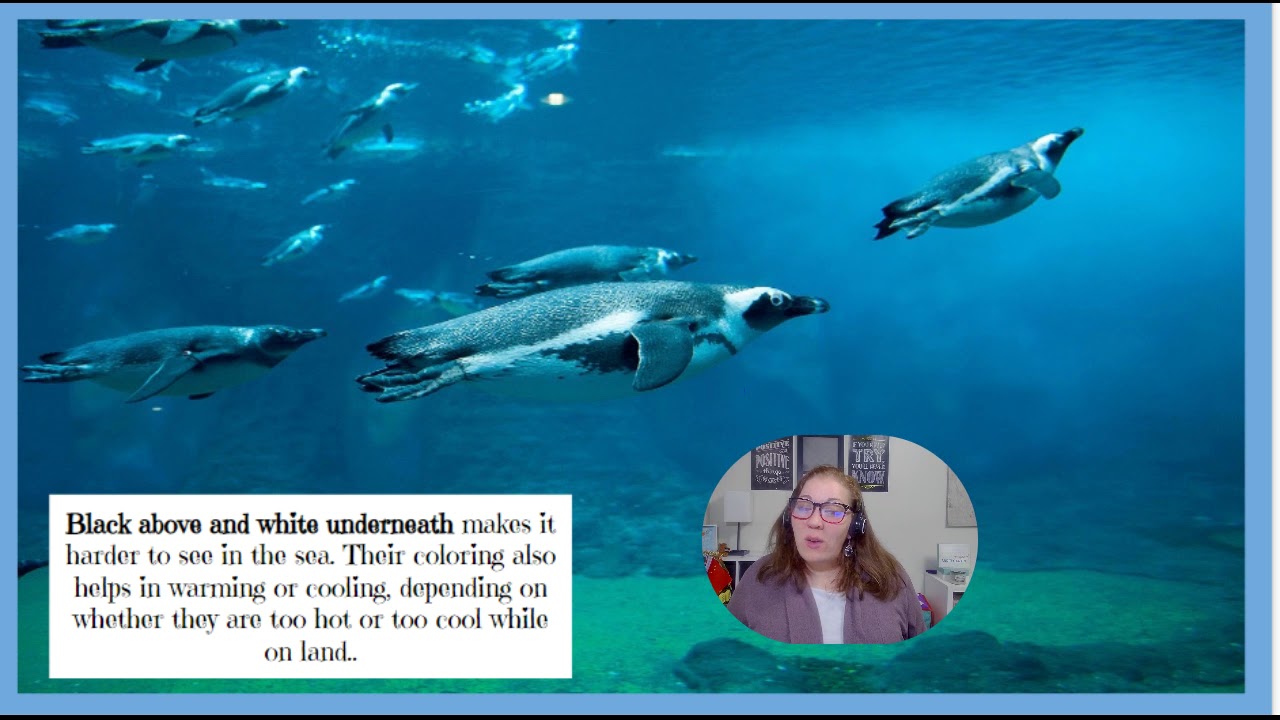 Penguin Adaptations