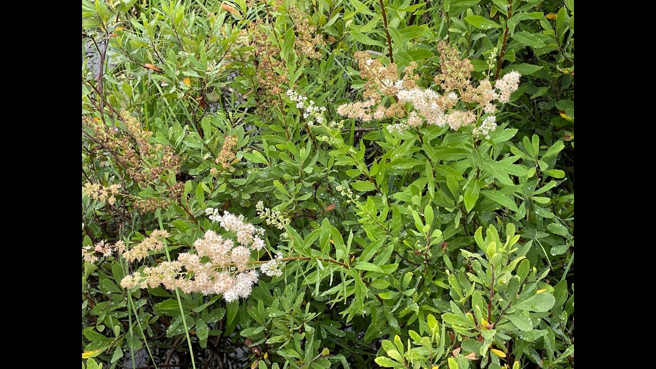 Mondays with Martha #64 - Meadowsweet