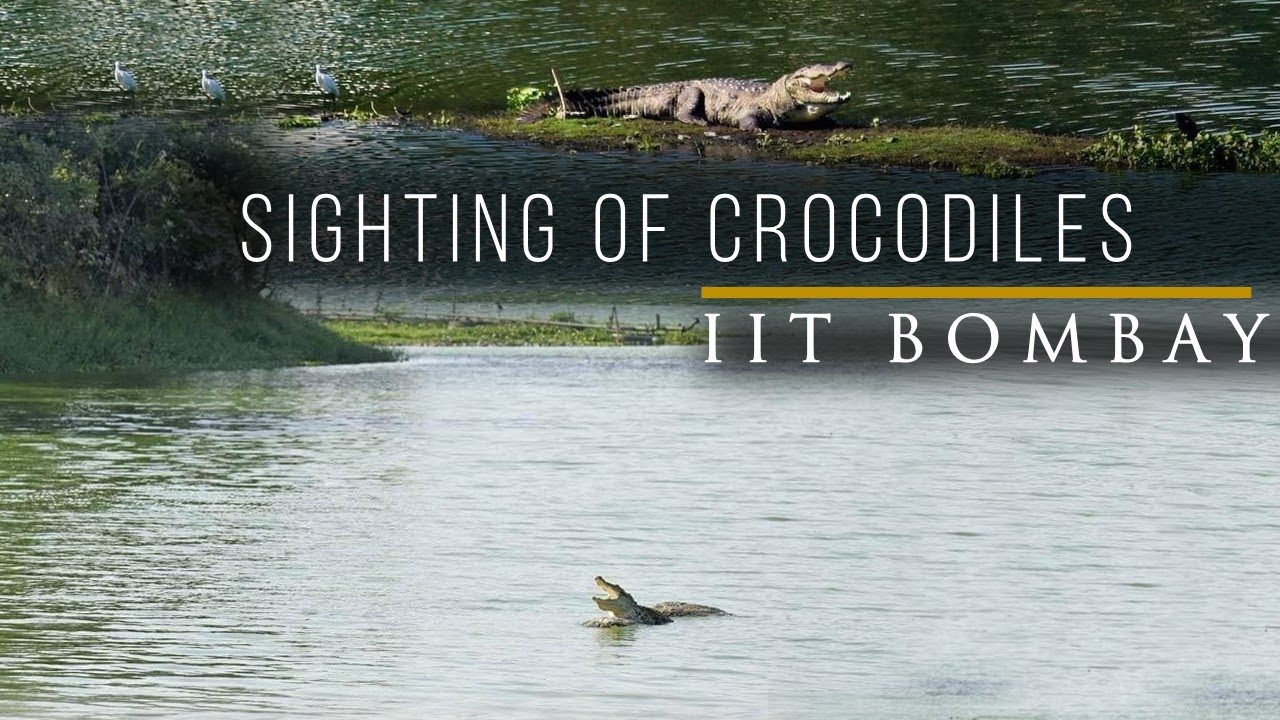 Crocodile in IIT Bombay Campus, Powai | Sighting of Crocodile in Powai Lake, IIT Bombay | Powai Lake