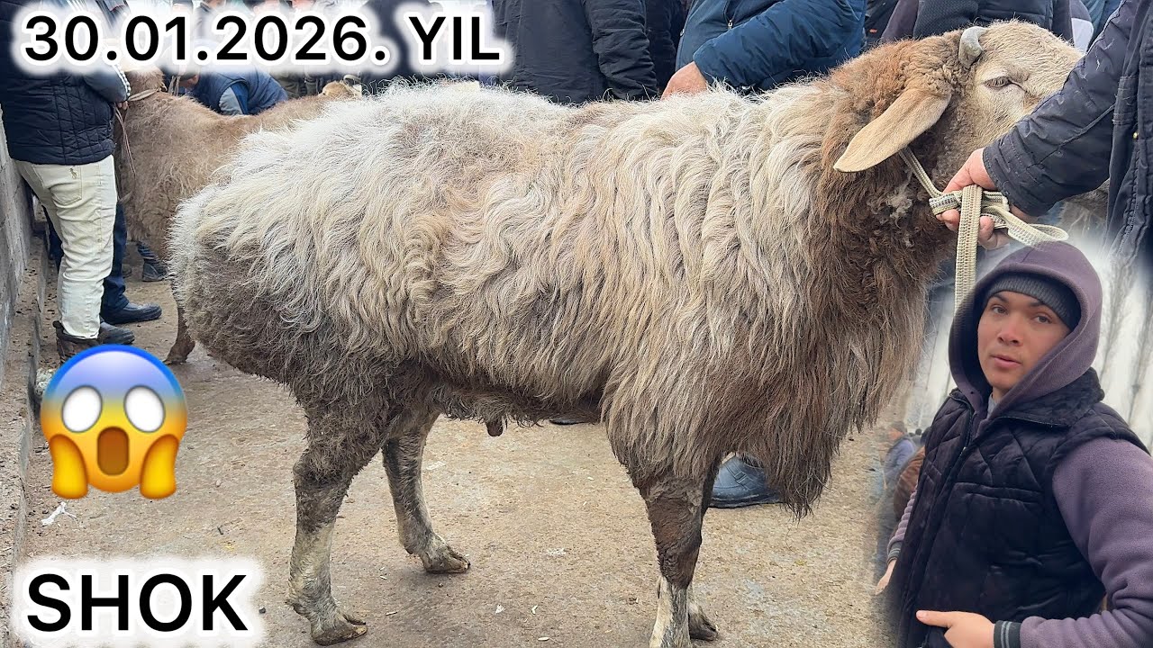 30.01.2026 YIL 😱 TERGACHI QO‘Y BOZORI NARHLARI SHOK!