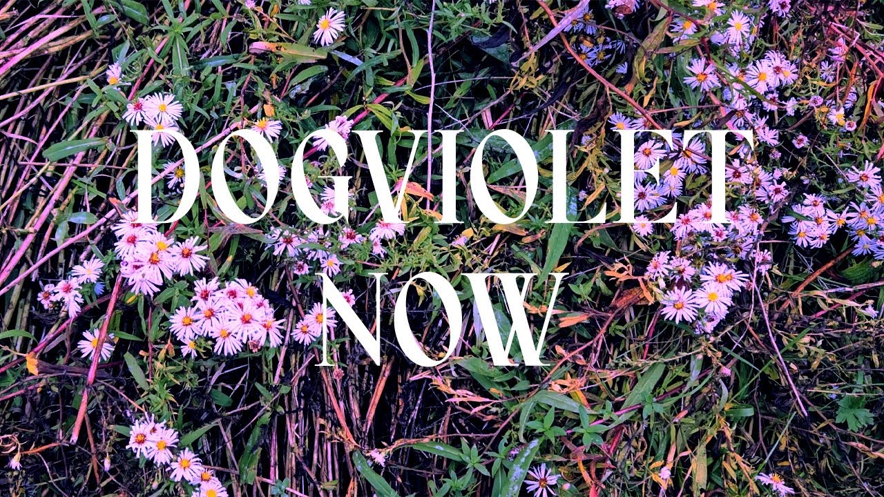 Dogviolet – Now (Lyric Video)