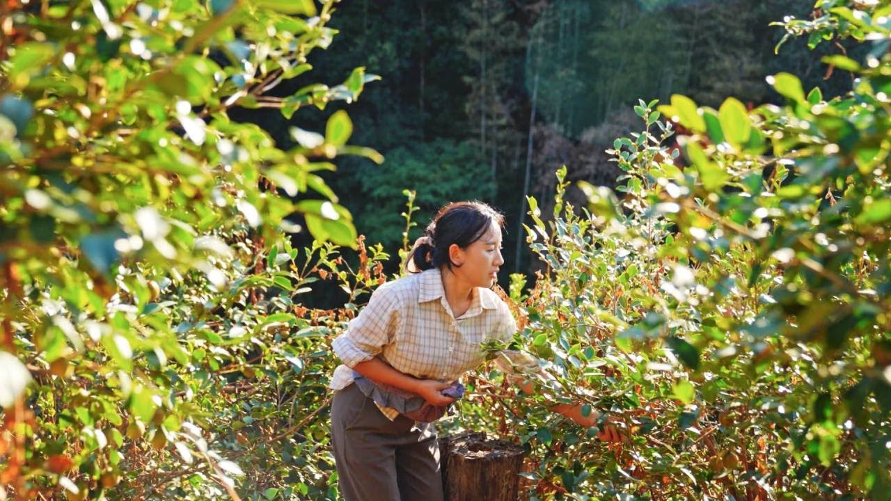 Масло семян камелии | Полученное древним методом, известно как «восточное оливковое масло».