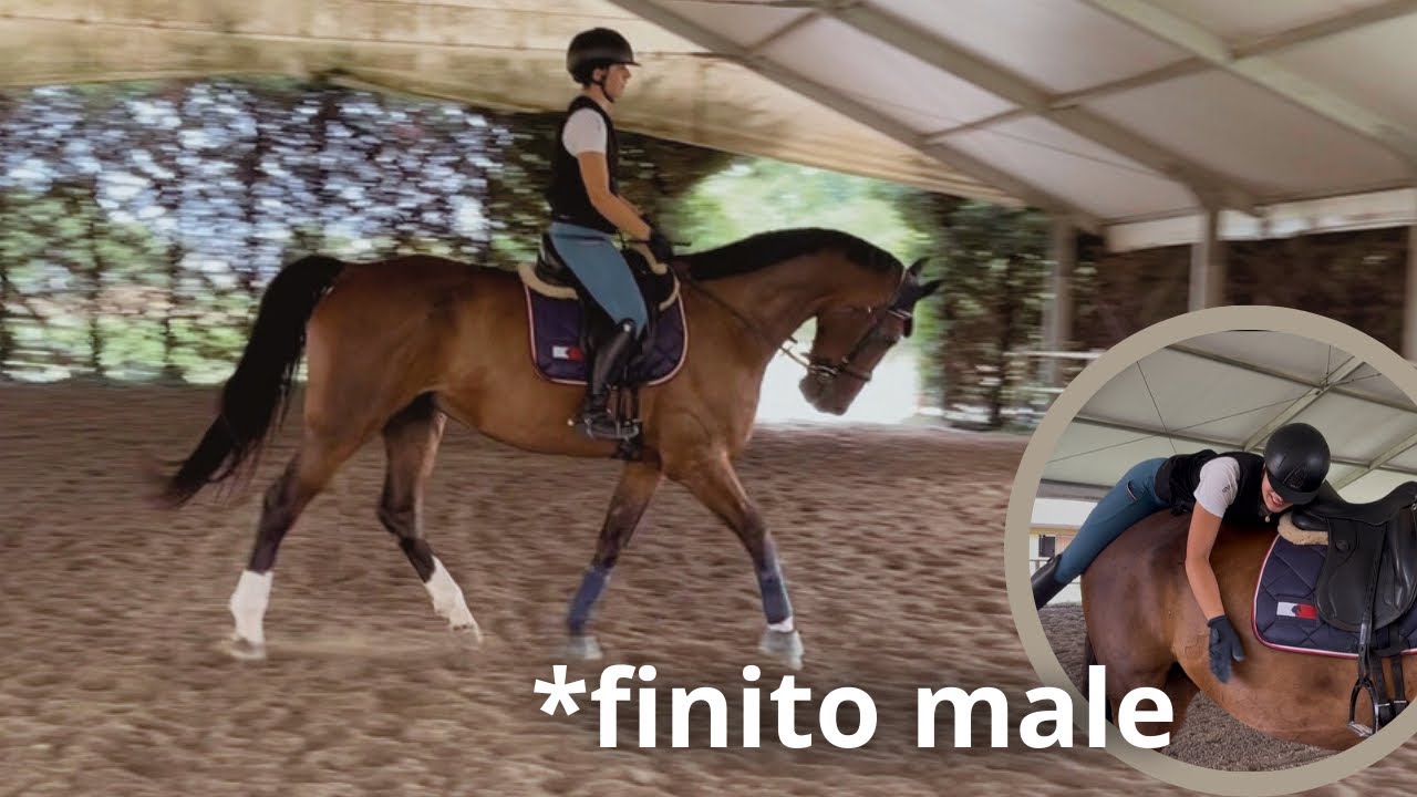 La Cami e Dalou provano il dressage😅|Cami&Gio