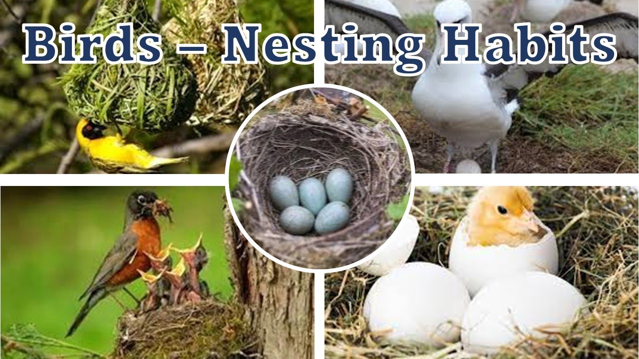 Birds Nesting habits