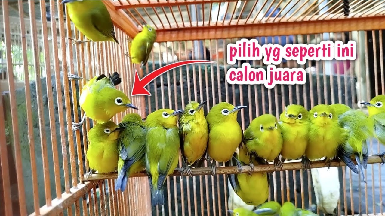 TIPS JITU MEMILIH PLECI OMBYOKAN DIPASAR SUPAYA DAPET YANG BAGUS DAN PROSPEK‼️