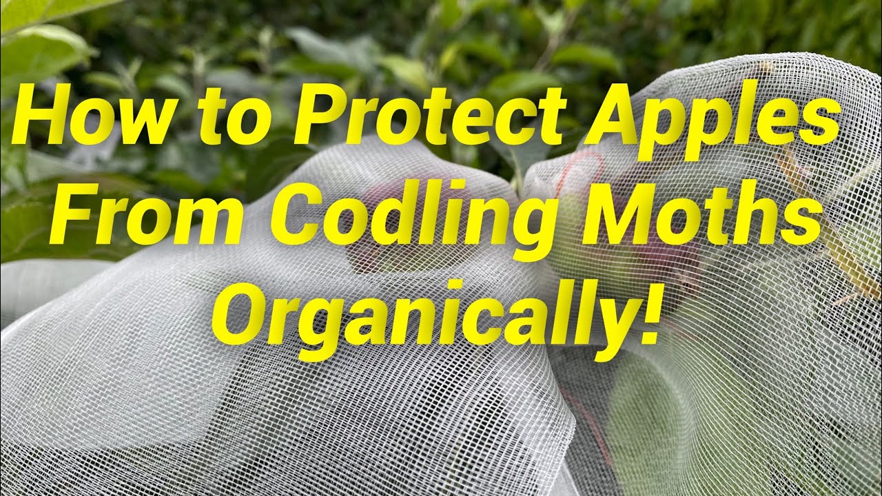 Codling Moth-Free Apples How To: No Spray, Organic Protection