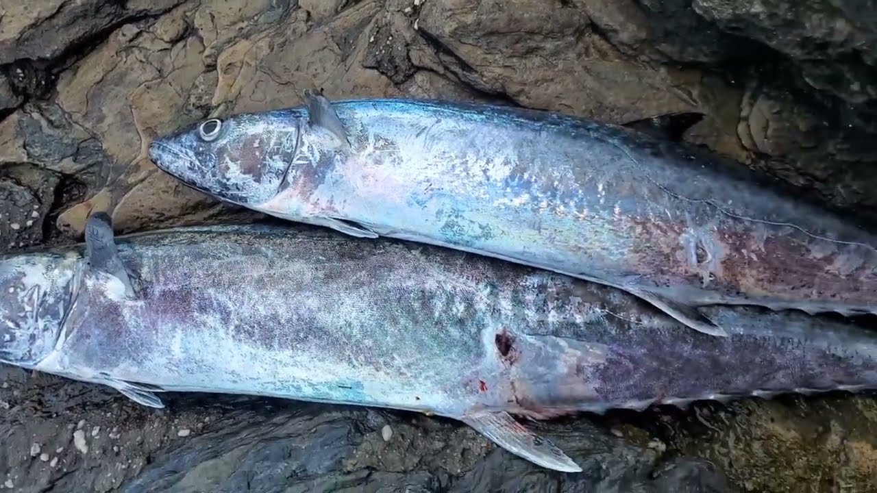 Fish After Fish After Fish 