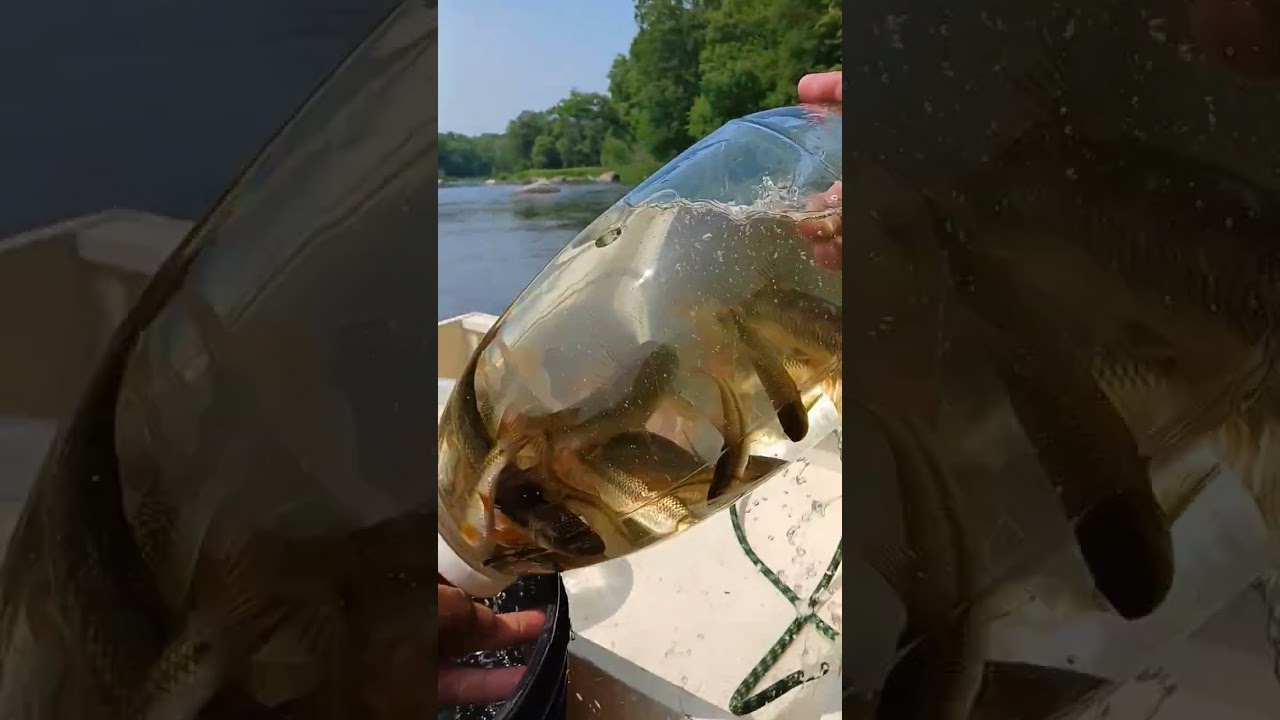 here on the Wolf River 