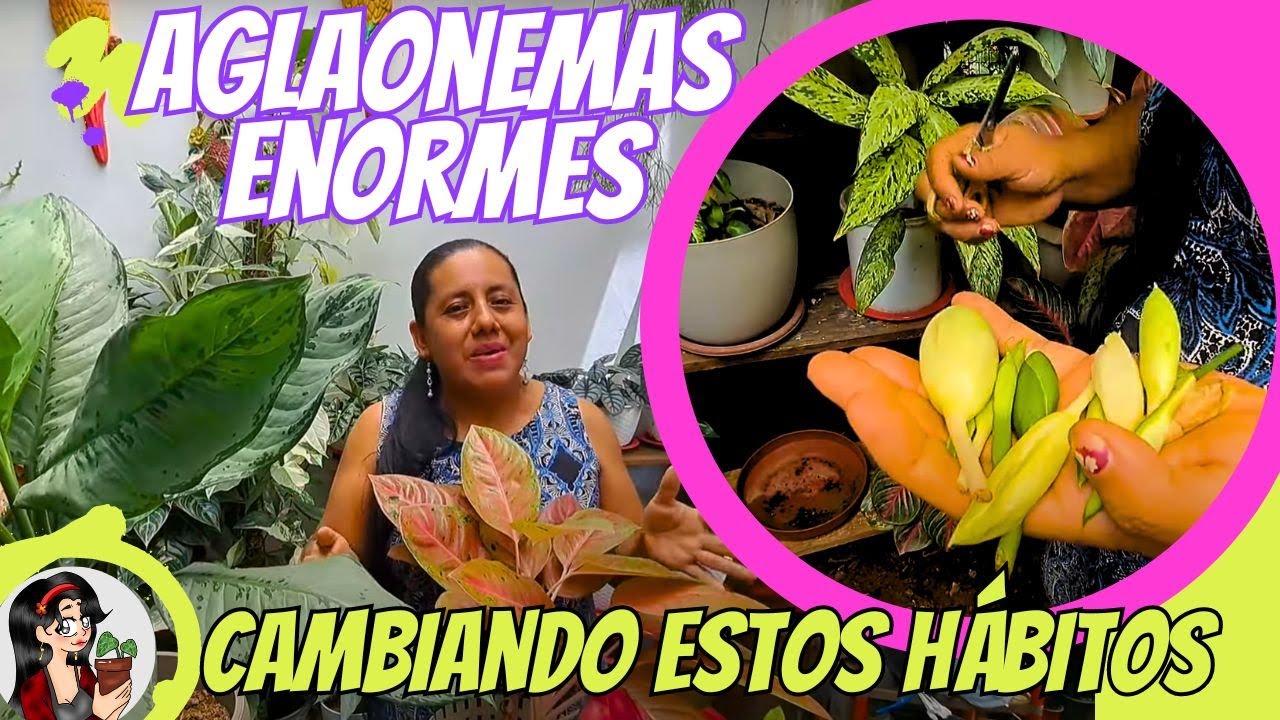 Así hacemos AGLAONEMAS enormes: Los 3 mejores tips