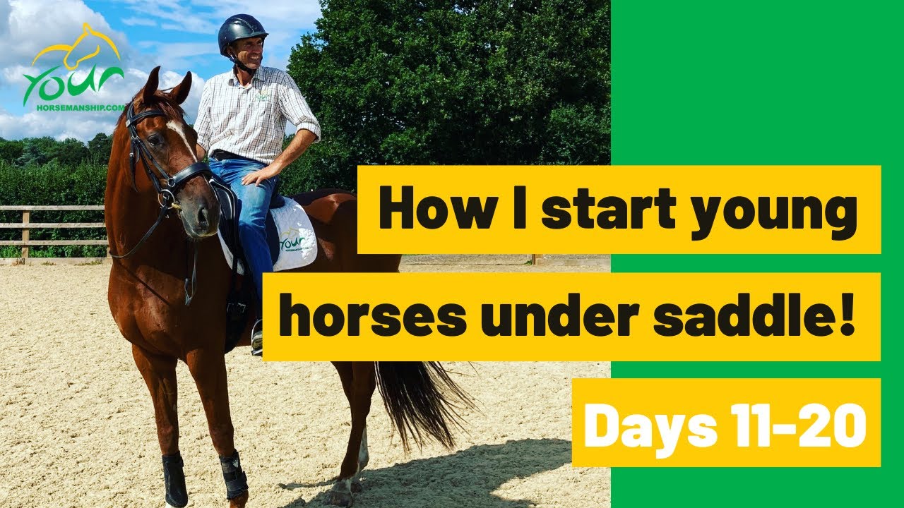 How I start young horses under saddle, Days 11-20