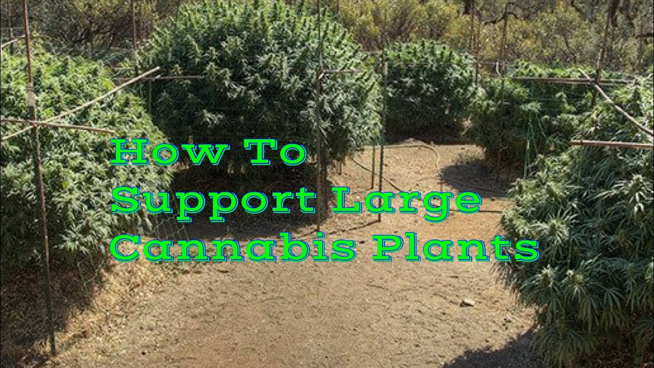 How To Support Large Cannabis Plants