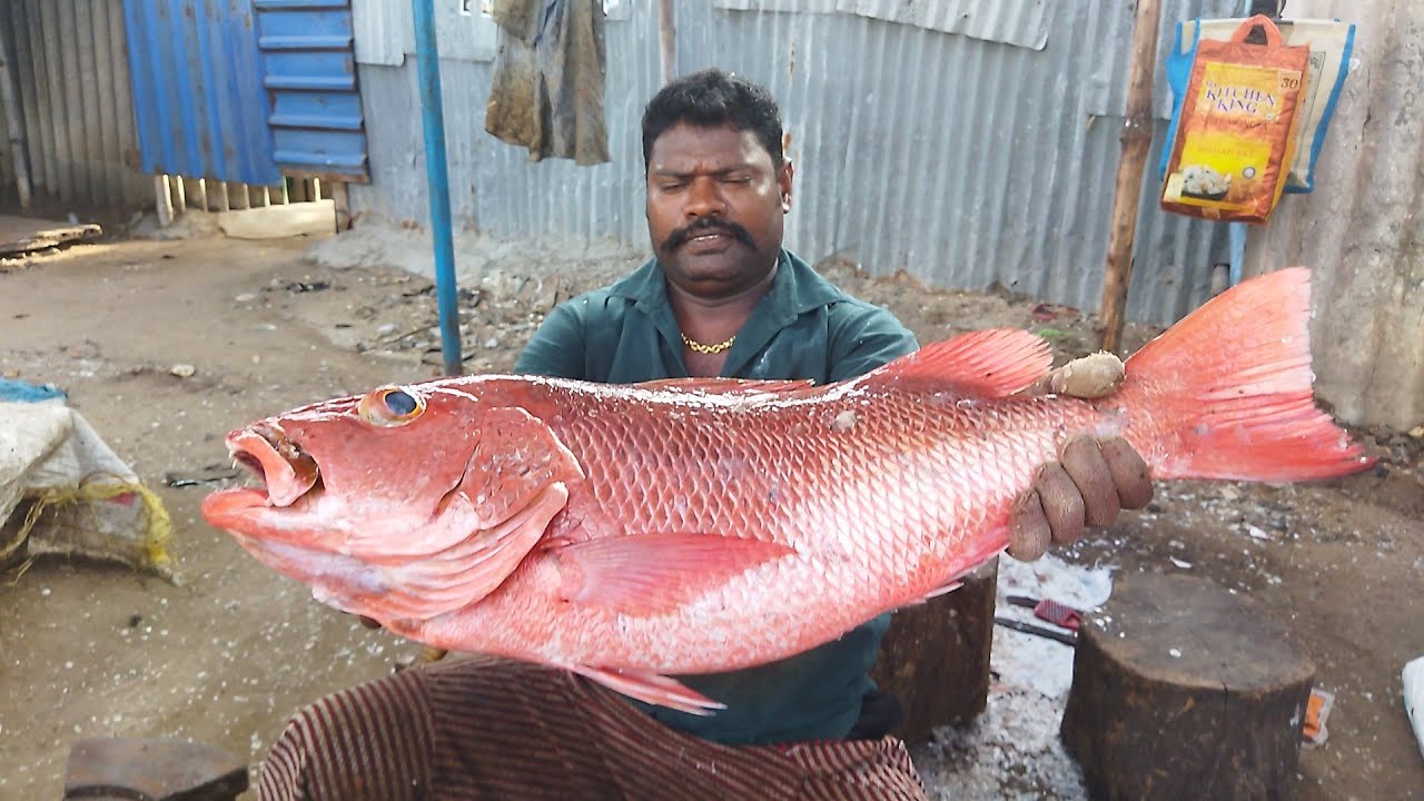 AMAZING SELVAM FISH CUTTING SKILLS// fishcuttingskills #ragaviceseafoods #kasimedu selvam