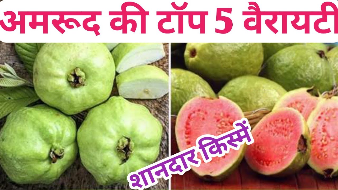 अमरूद की टॉप 5 वैरायटी । अमरूद की टॉप 5 किस्में ।Top 5 Variety of Guava । अमरूद की खेती ।Pink Guvava