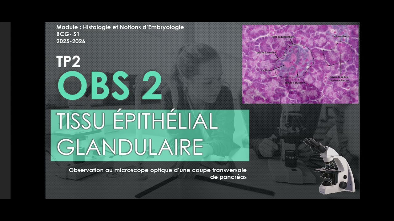 TP2 en ligne: Histologie- Partie 1 Tissu Epithélial et Conjonctif 