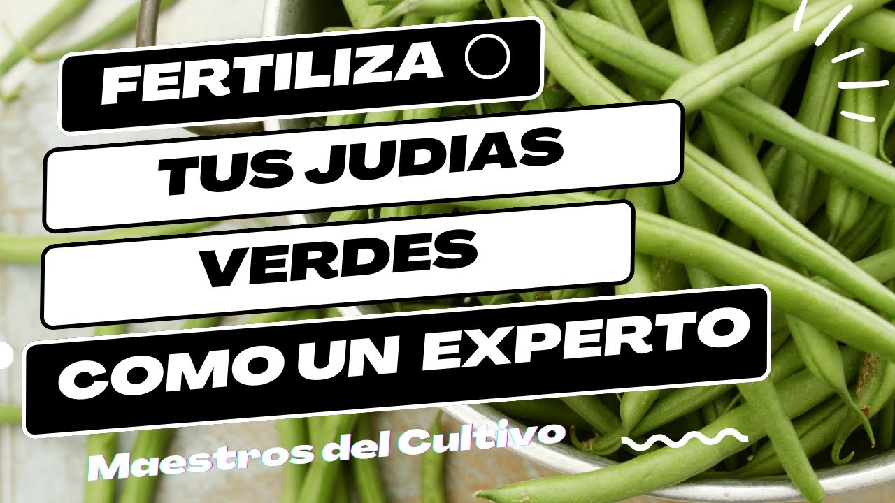Judías Verdes: ¿Estás Usando el Fertilizante Adecuado para su Crecimiento?