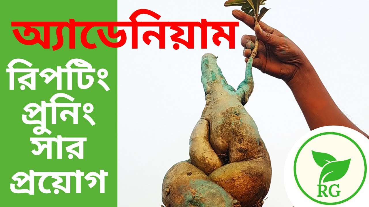 এভাবে মাটি পাল্টালে অ্যাডেনিয়ামে প্রচুর ফুল | 10 TIPs for Maximum Flowers in Adenium | RAJ Gardens