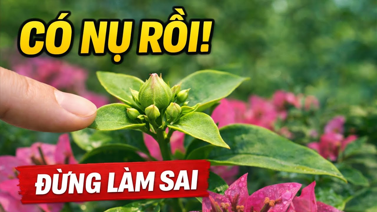 Có Nụ Rồi Vẫn Mất Tết - Cách Giữ Hoa Giấy Nở Đúng Tết