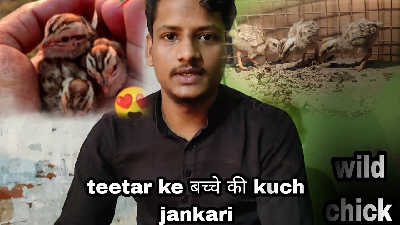 jangali teetar ke bacho ko kya khilaye ? how to fast growth teetar chicks