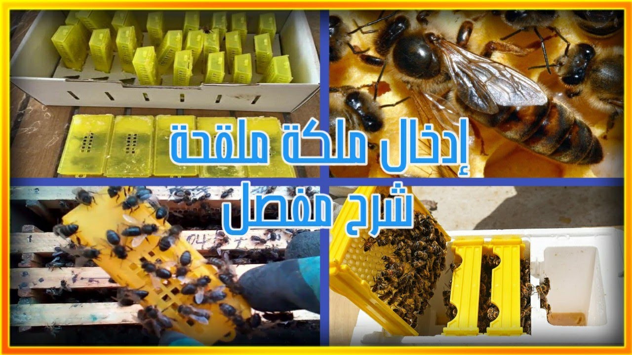 متى وكيف ندخل ملكة ملقحة على خلية ميتمة وما هي الاسباب والدوافع