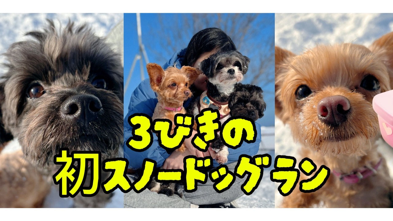 【チワワ×トイプードル】多頭飼い Snow Vlog | 冬のドッグランではしゃぐin　北海道 ソルトガーデン