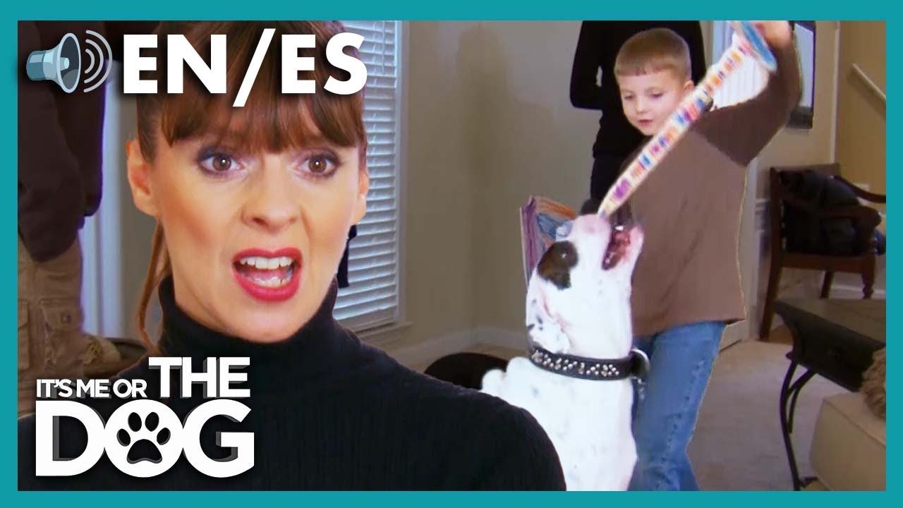 Как научить ребёнка правильно играть с собаками | Это я или собака