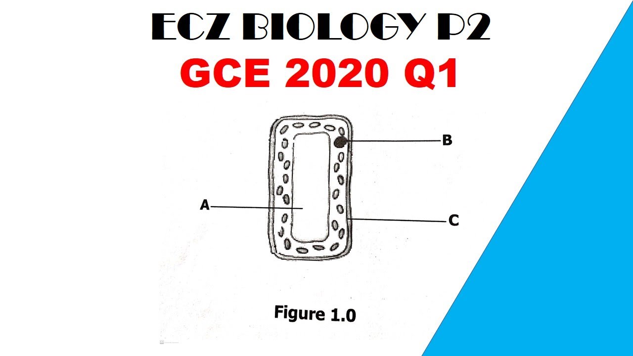 Biology paper 2 || GCE 2020 || Question 1 answers