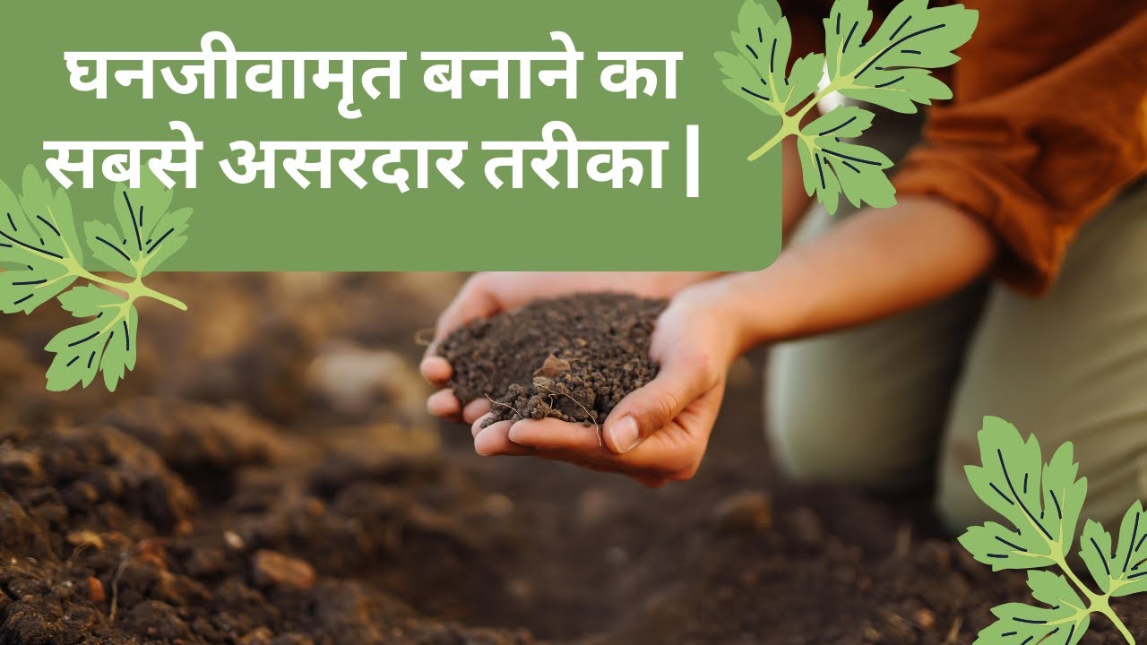 Ghan jeevamrut preparation | घन जीवामृत बनाने की विधि | घनजीवामृत बनाने का सबसे असरदार तरीका |