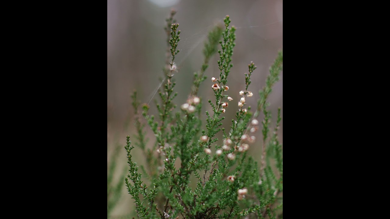 Spring Forest Mood