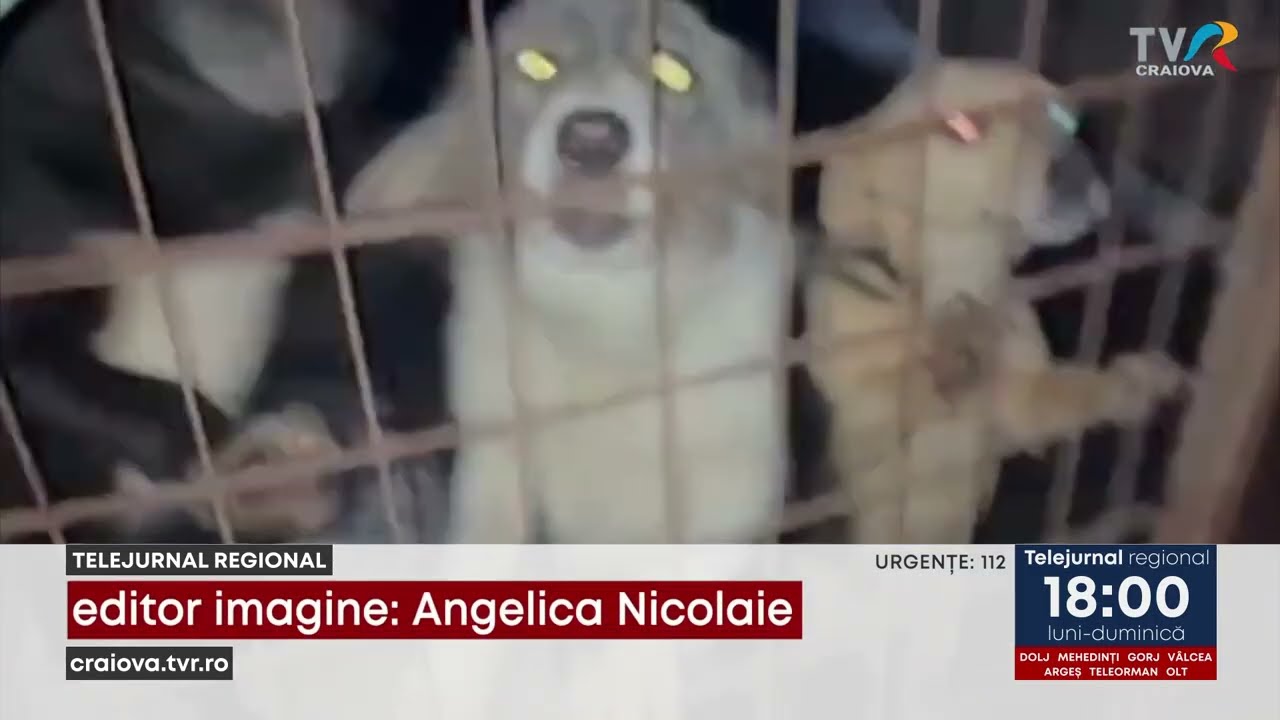 AMENDAT PENTRU NEGLIJAREA ANIMALELOR