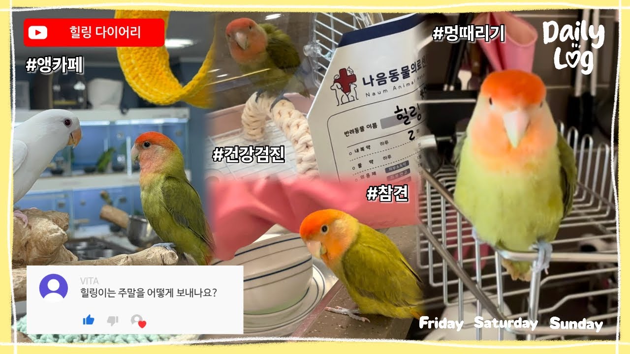 [Vlog] 모란앵무 힐링이 주말 일상 🍀🩷