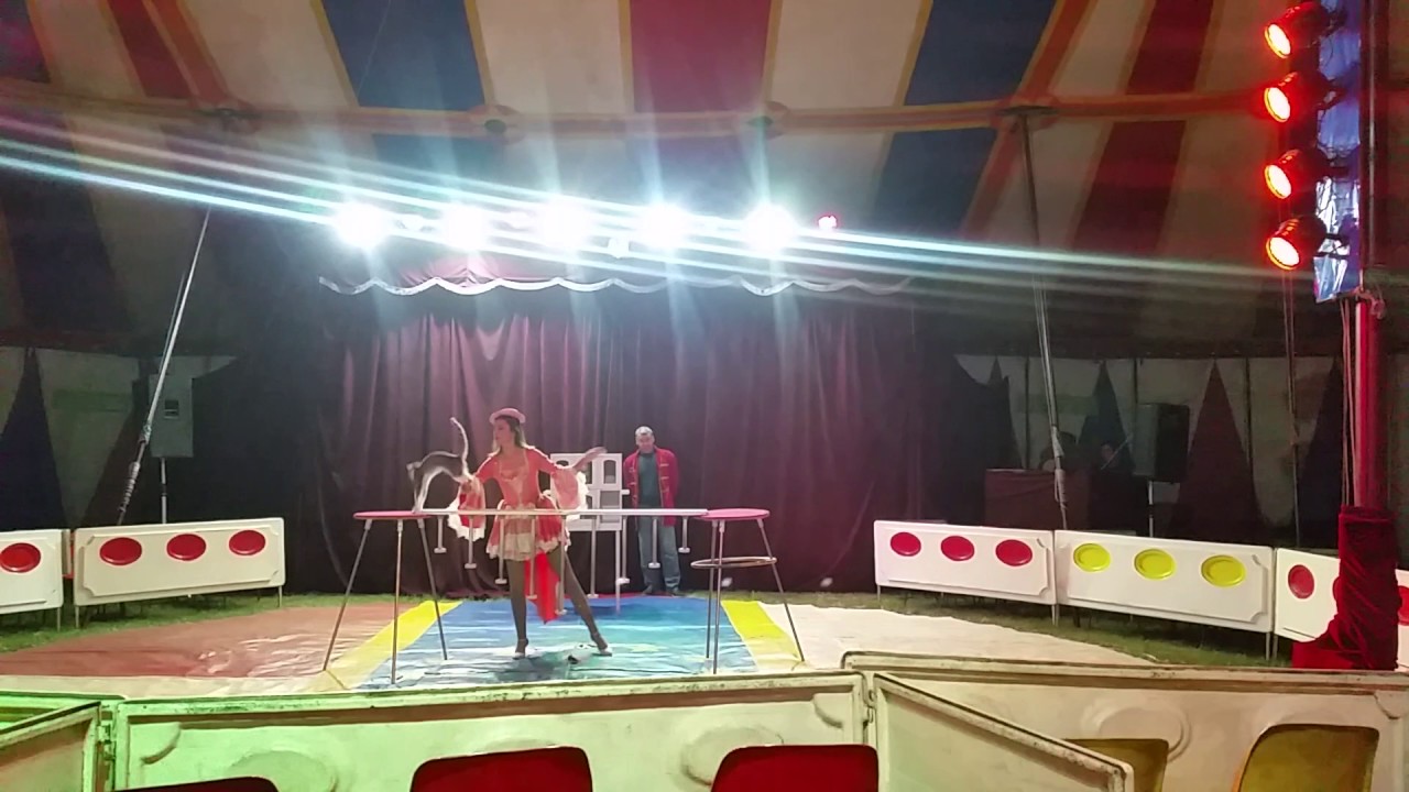 Cirkuska tacka macke 20161005