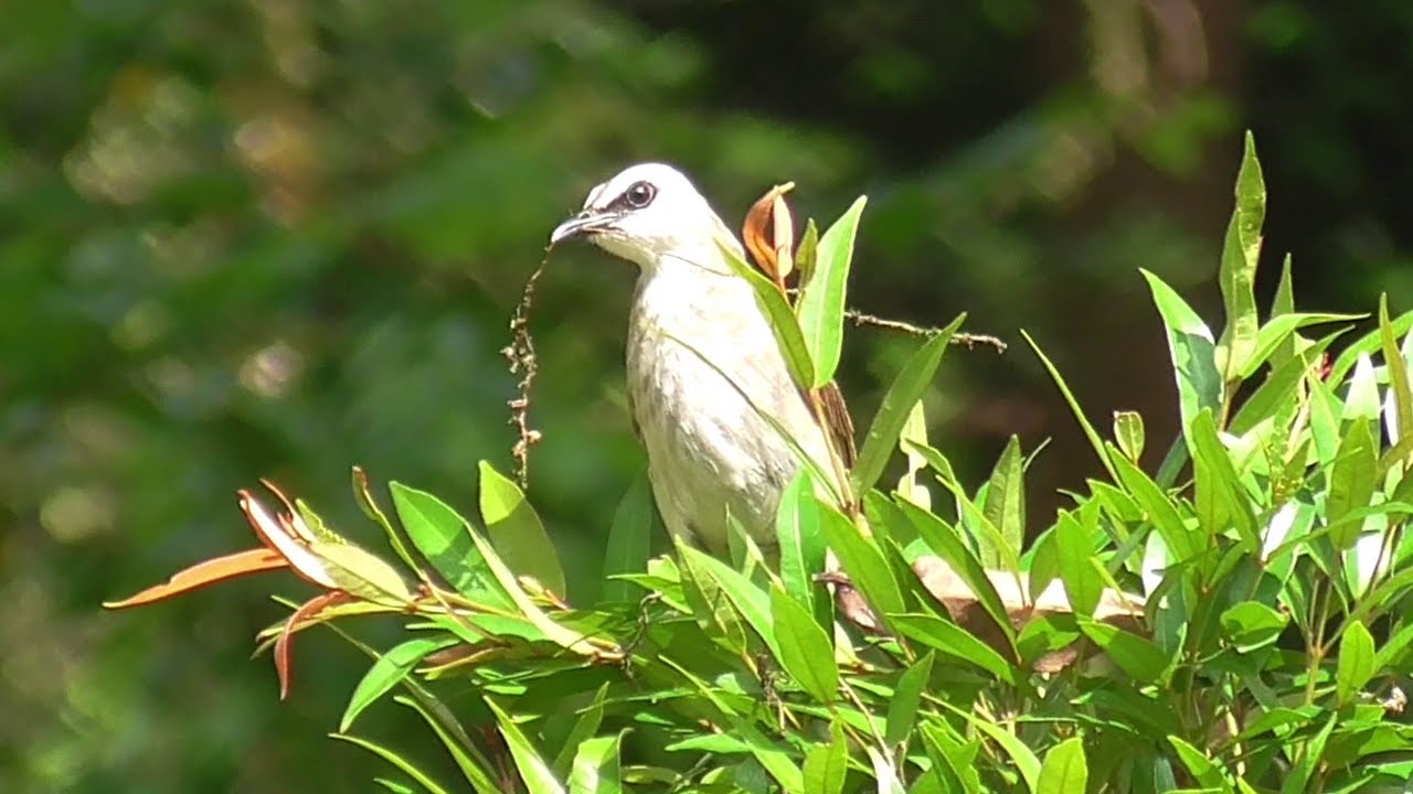 Malaysia Series #5 - Yellow-Vented Bulbul