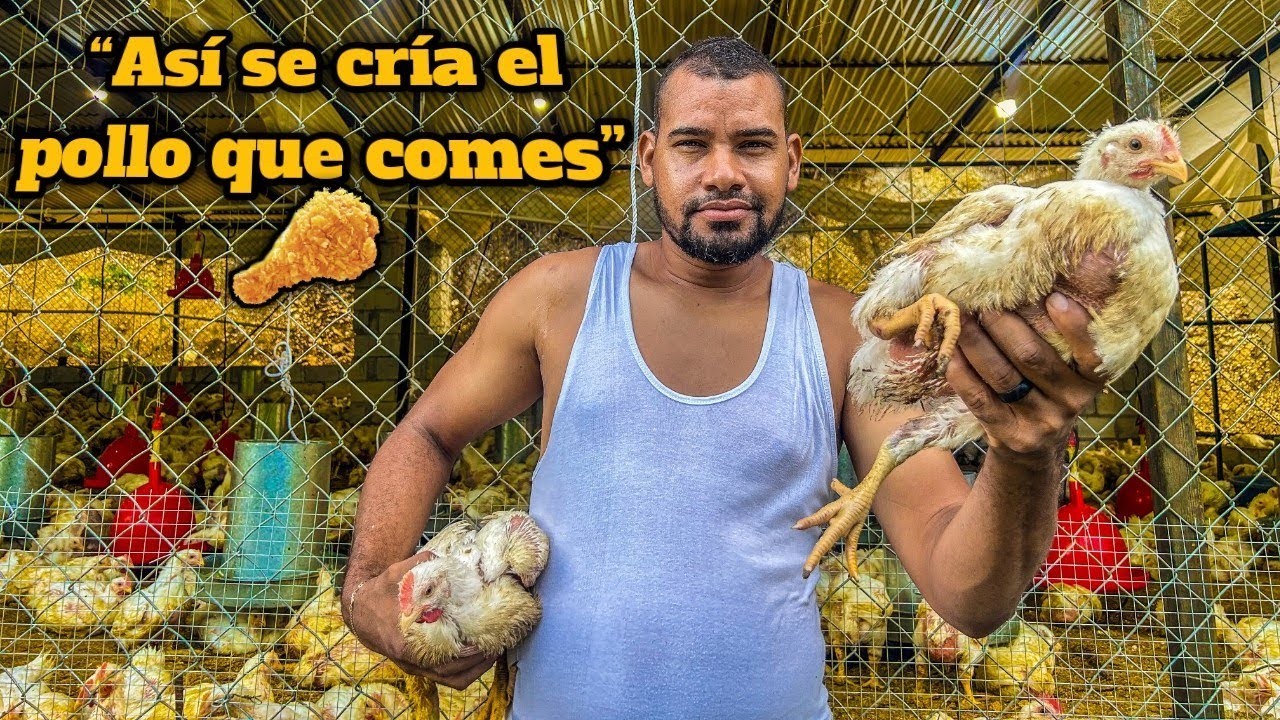 Nadie imagina cuánto dinero deja una granja de pollos de engorde  💲💲💲