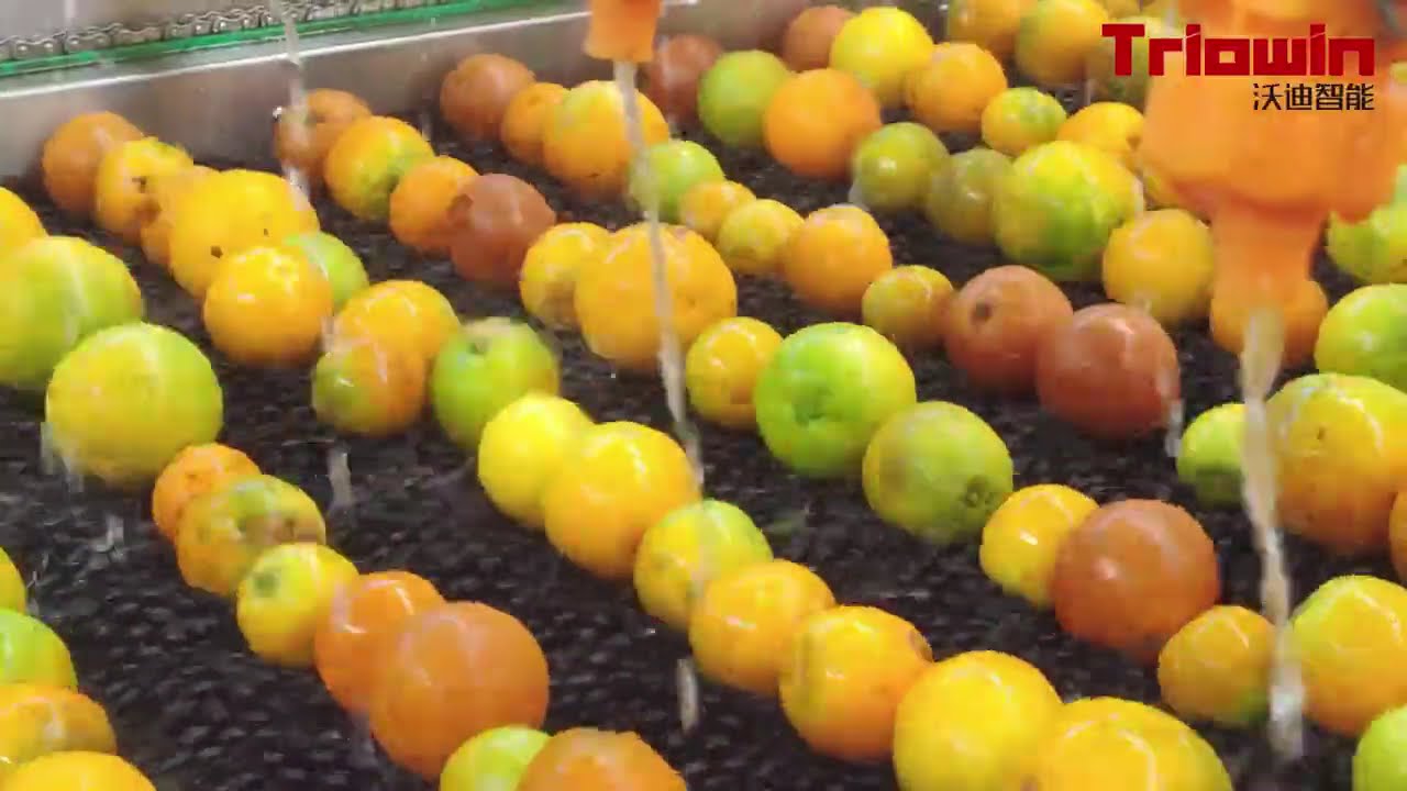 Turnkey Project for citrus/orange processing line, citrus/orange/lemon process 20 to 2000 tons/day