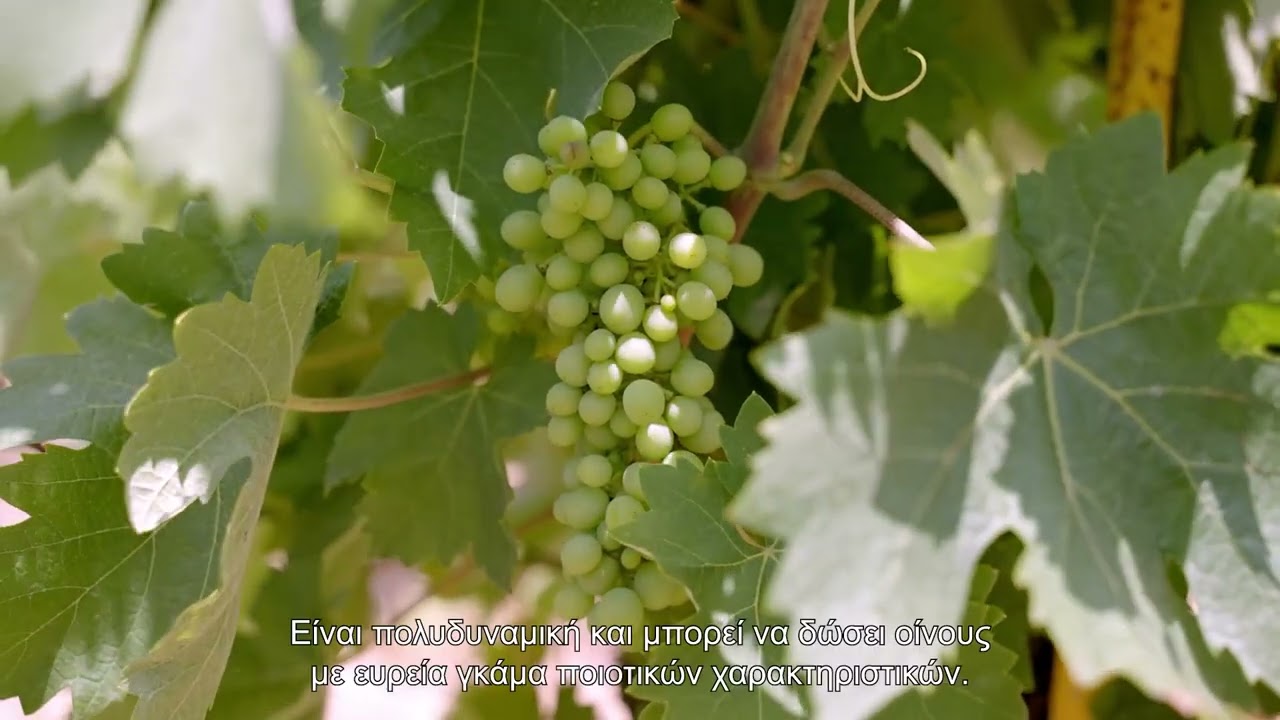 Wines of Greece: Peloponnisos Part 1