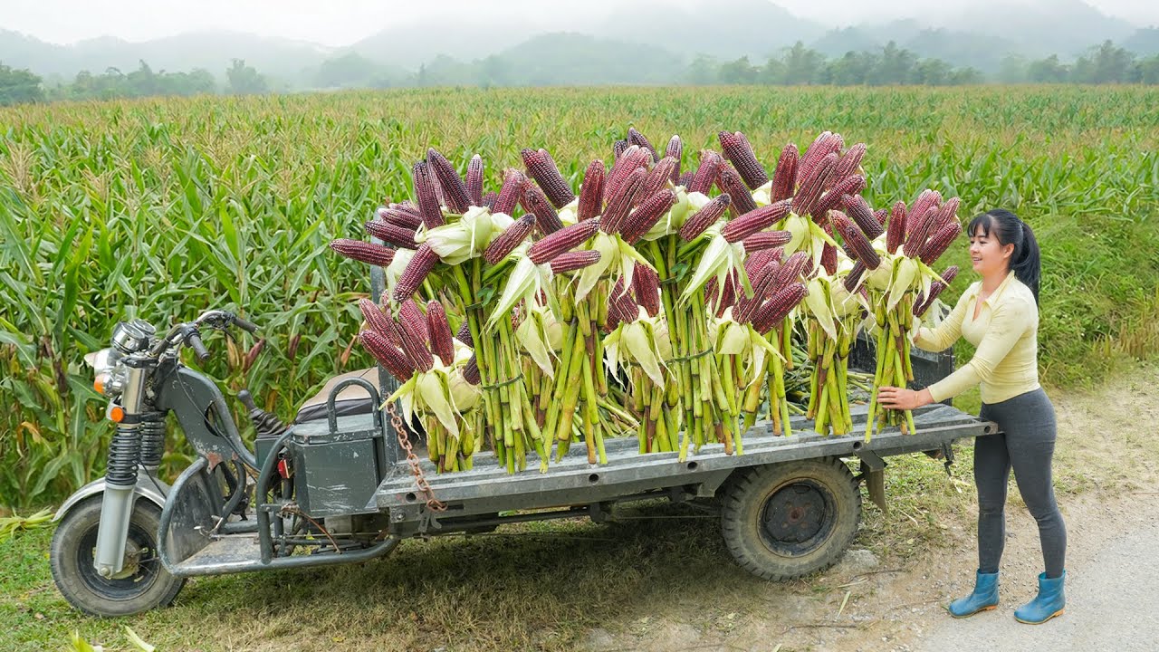 Use 3-Wheeled Truck To Harvesting Lots Of Purple Corn At Go To Countryside Market Sell