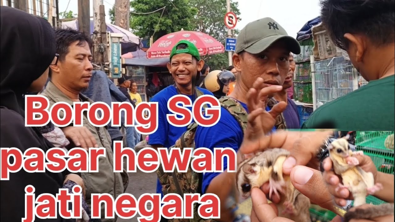 Borong sugar glider pasar hewan jati negara