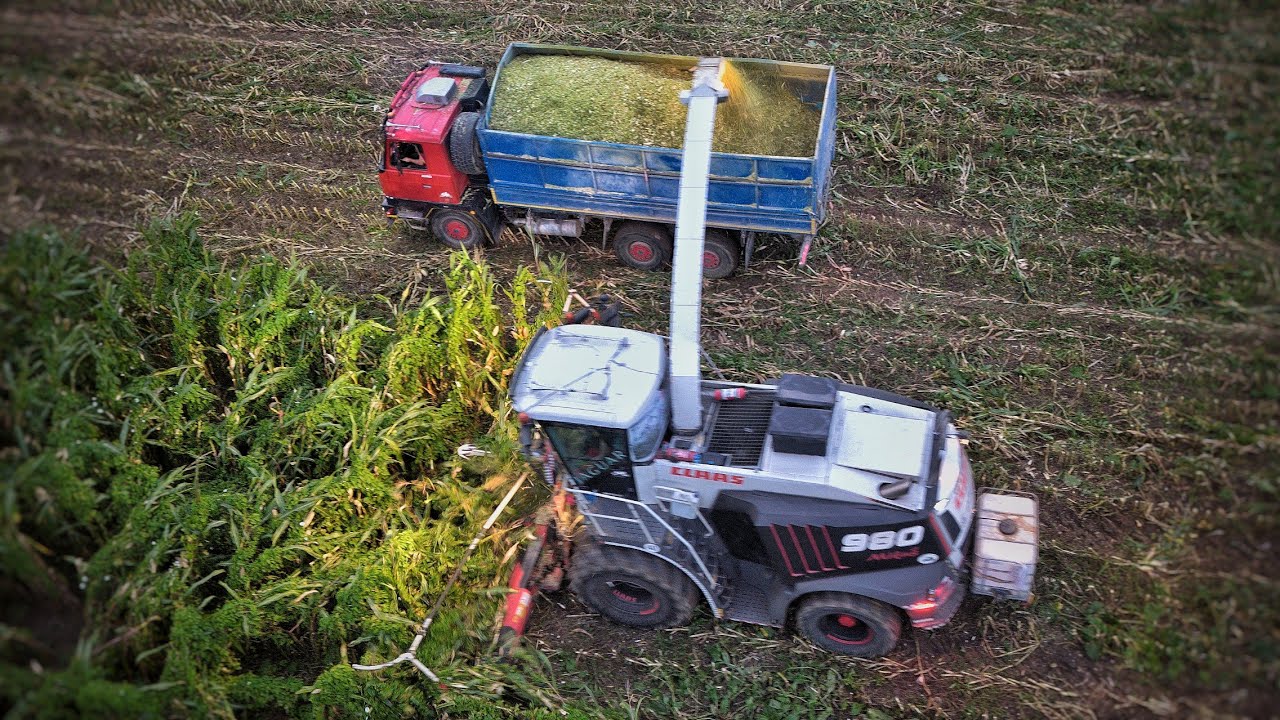 Кукурузный силос — ямные работы 2023 г. [Claas Jaguar 980, Case IH, John Deere 8335 R & Tatra 815]