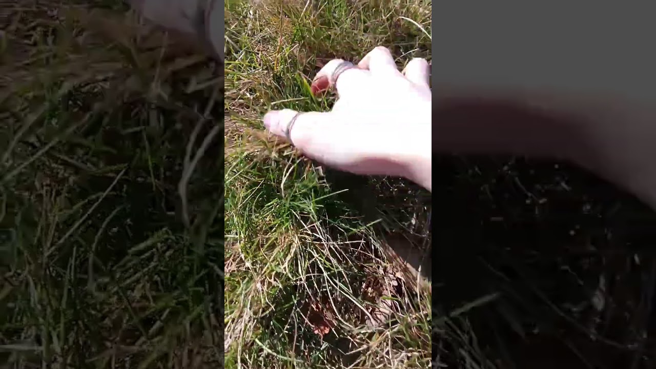 ASMR Nature Sounds In 60 Seconds!!🌲🐿🤤 #shorts #asmrnature #nature #relaxing #asmr