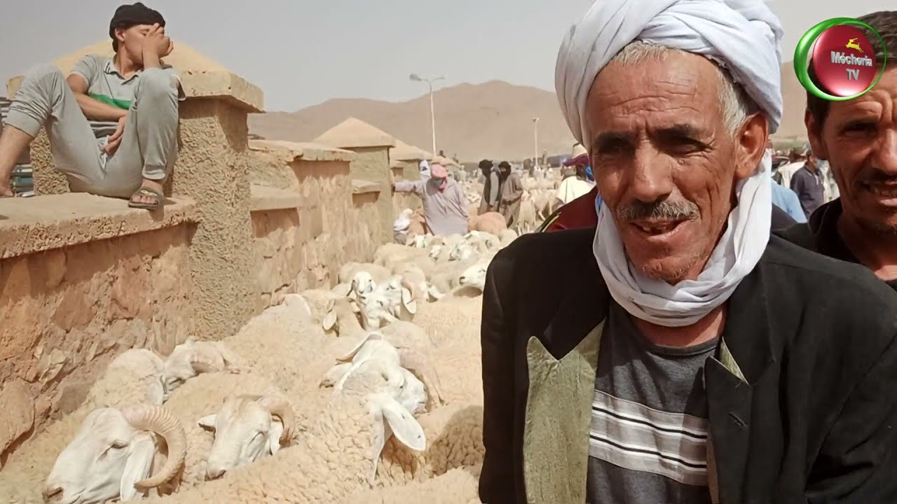 ســـــــــــــوق المــــــــــــواشي لمدينة المــــــــــشرية 15 جويلية 2021