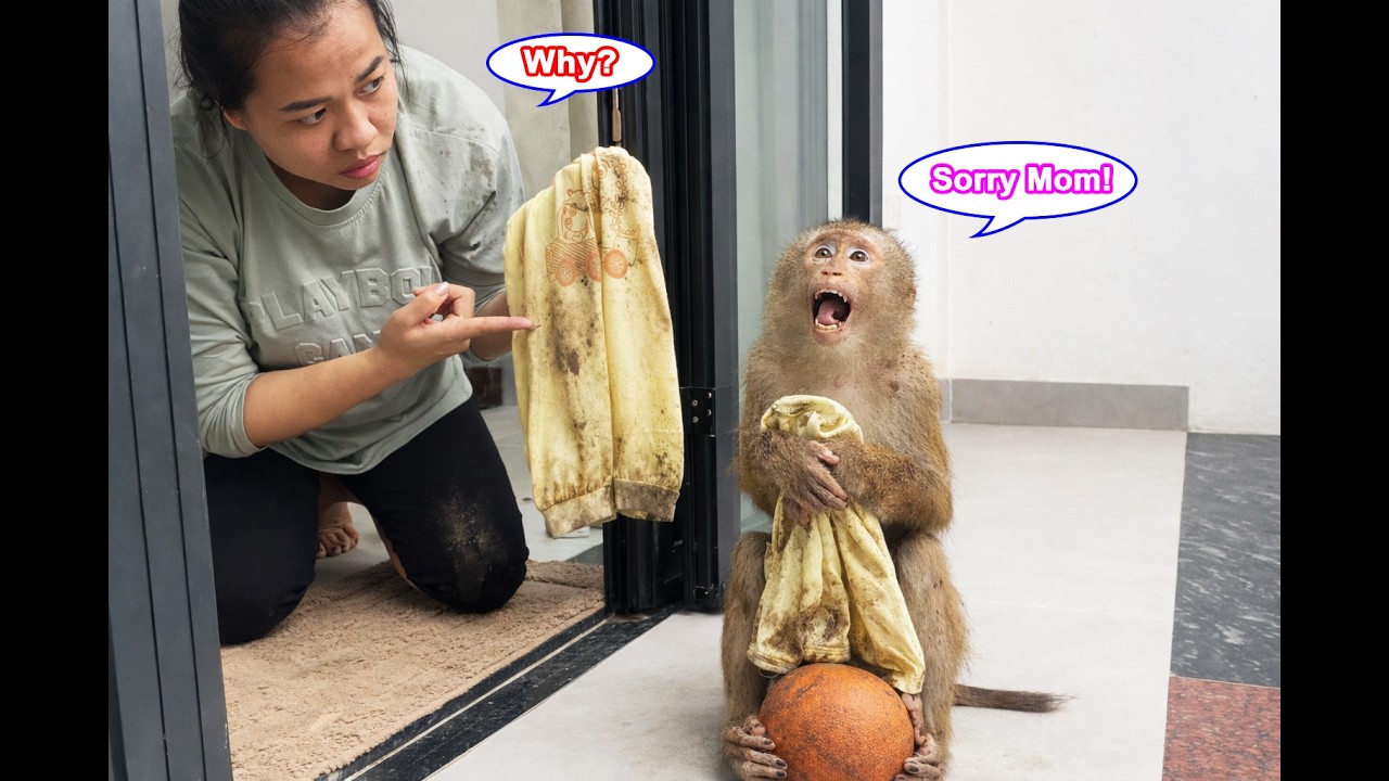 Monkey Lyly is so mischievous that her mother doesn't know how to properly discipline her.