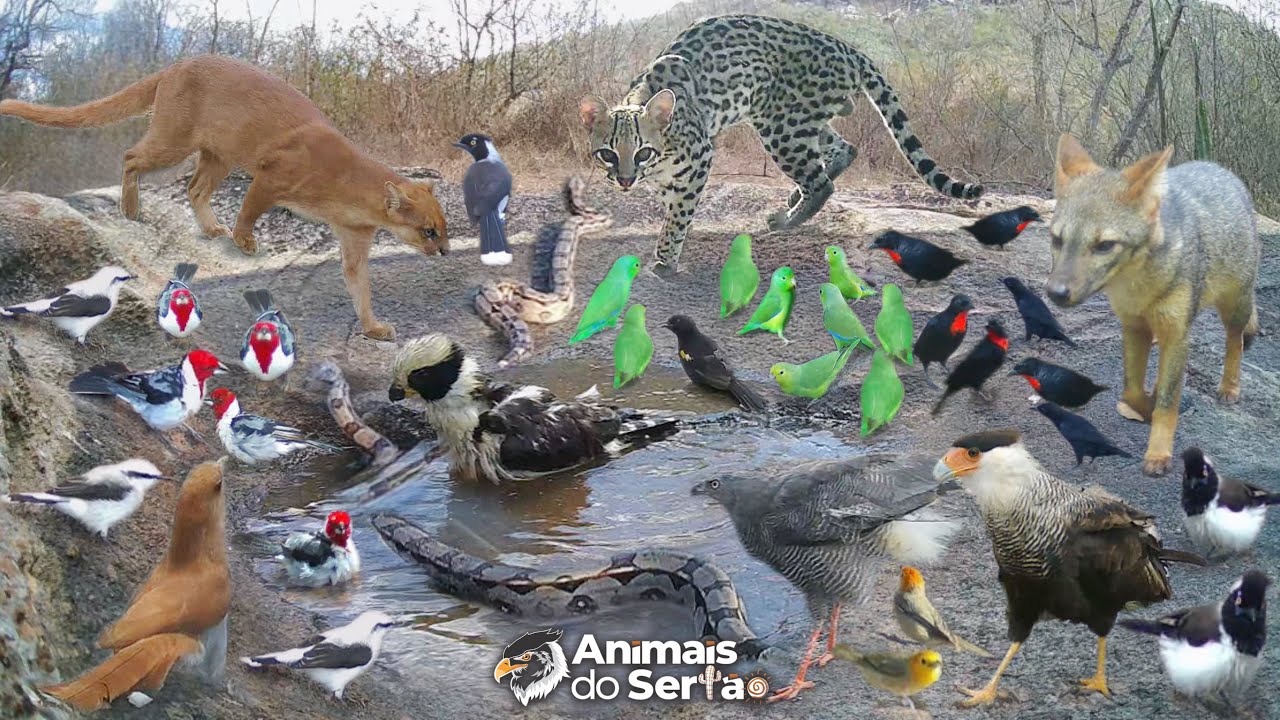🐍A SERPENTE CHEGOU DEPOIS QUE COLOQUEI ÁGUA 🐍